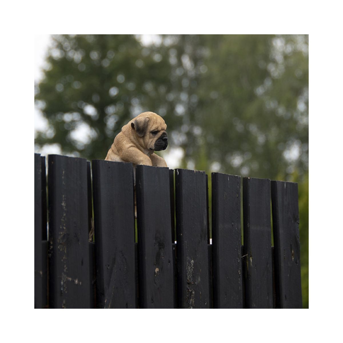 Decoratiune pentru gard, din polirasina, 21 cm, Caine Pug Esschert Design